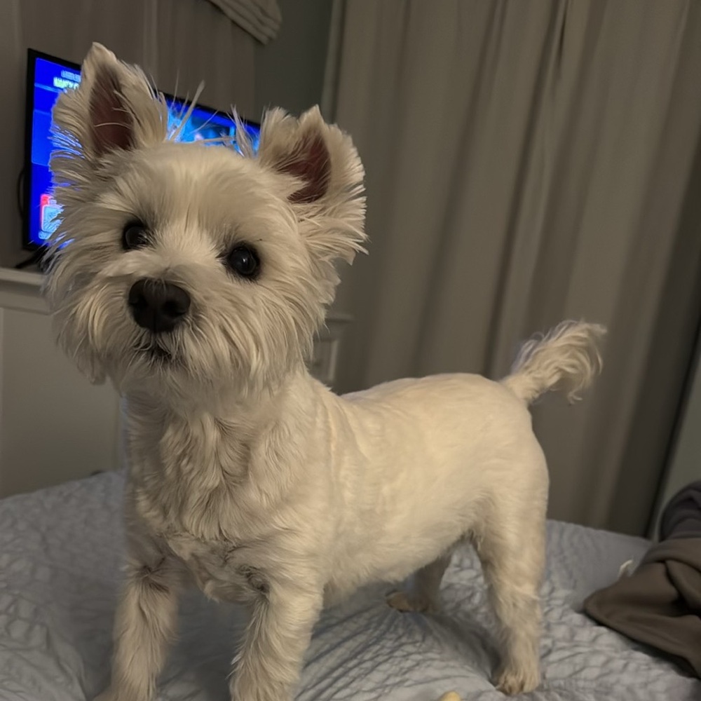 Meet your Posher, Janet